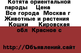 Котята ориентальной пароды  › Цена ­ 12 000 - Все города, Москва г. Животные и растения » Кошки   . Кировская обл.,Красное с.